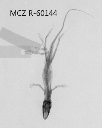 Media type: image;   Herpetology R-60144 Aspect: dorsoventral x-ray